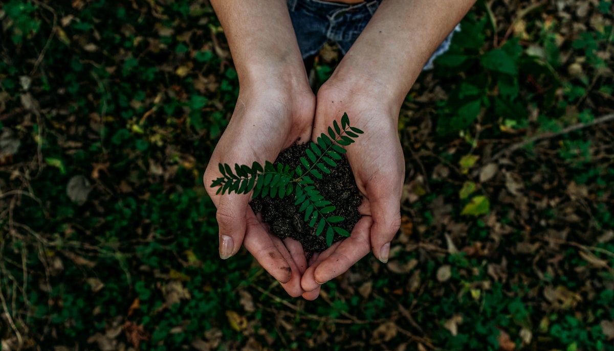 Reforestación y sostenibilidad en Costa Rica